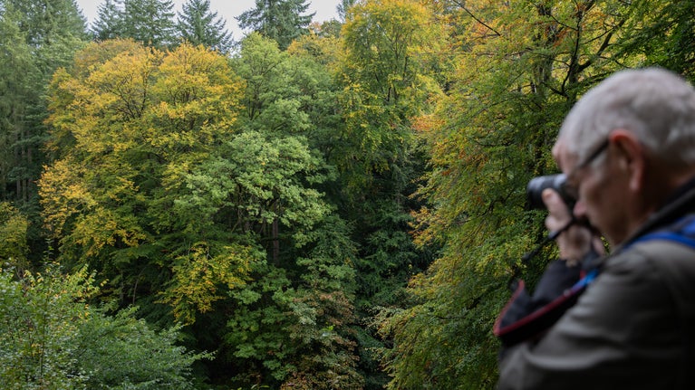 A photographer photographs autumn colour in the trees at Allen Banks